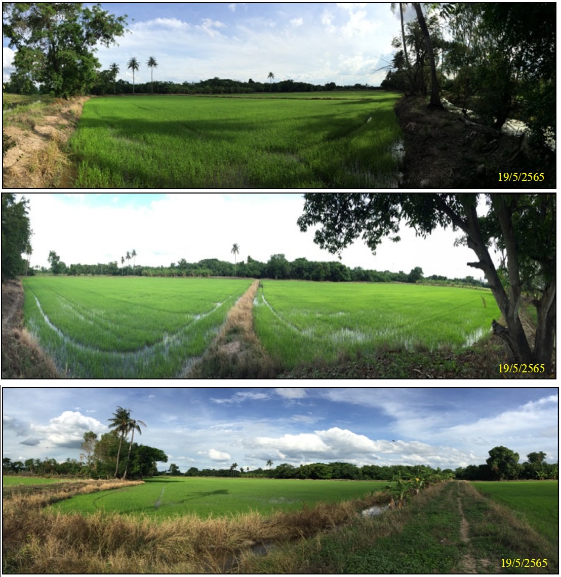 ขายที่ดิน อำเภอเมืองสุพรรณบุรี สุพรรณบุรี 47-3-30 ไร่