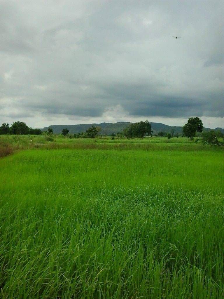 ขายที่ดินลพบุรี ชัยบาดาล ที่ดินทำเลดี