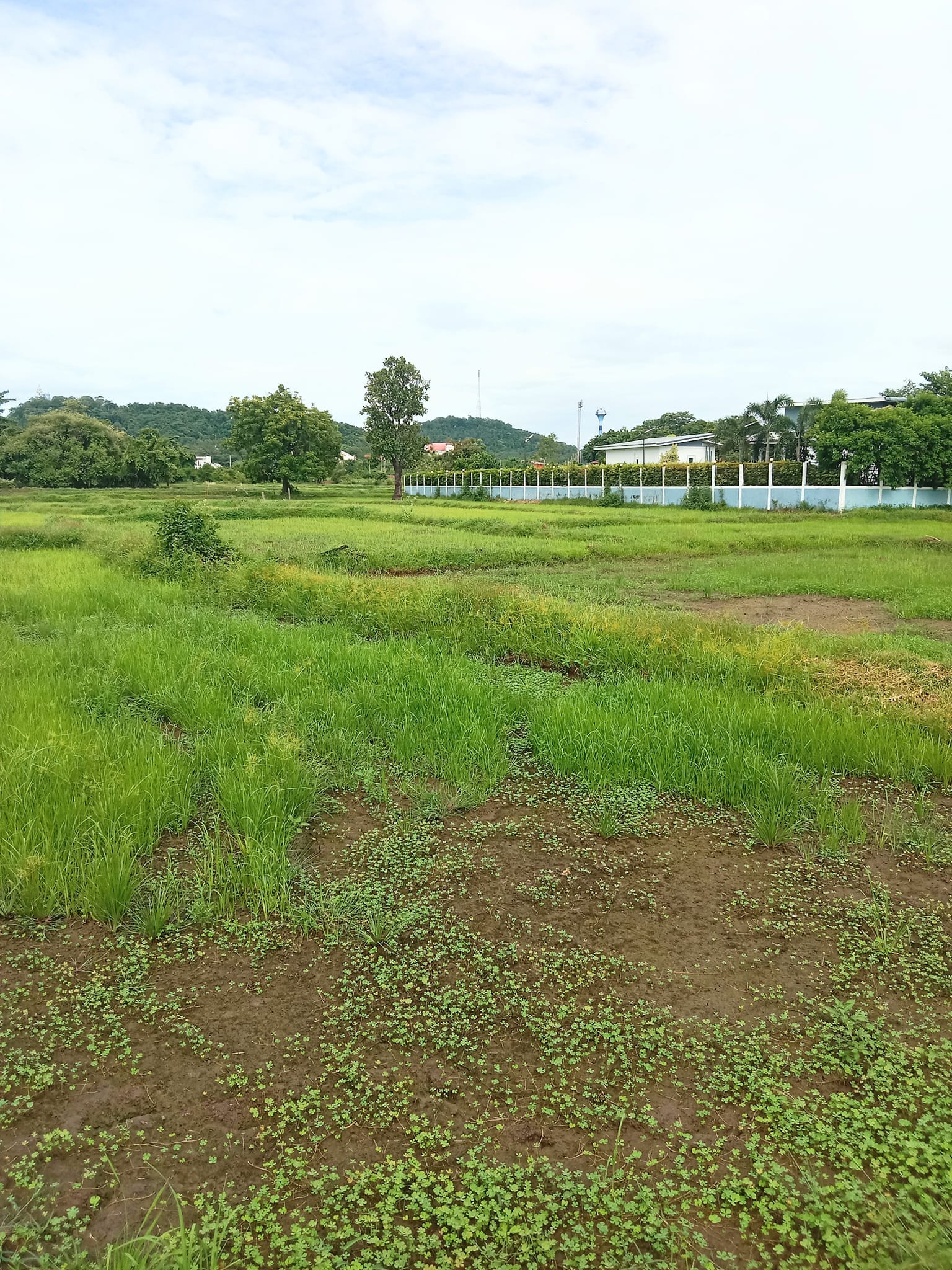 ขายที่ดินเปล่า ด้านหน้าติดทางสาธารณะ บรรยากาศดี 2-0-6 บุรีรัมย์