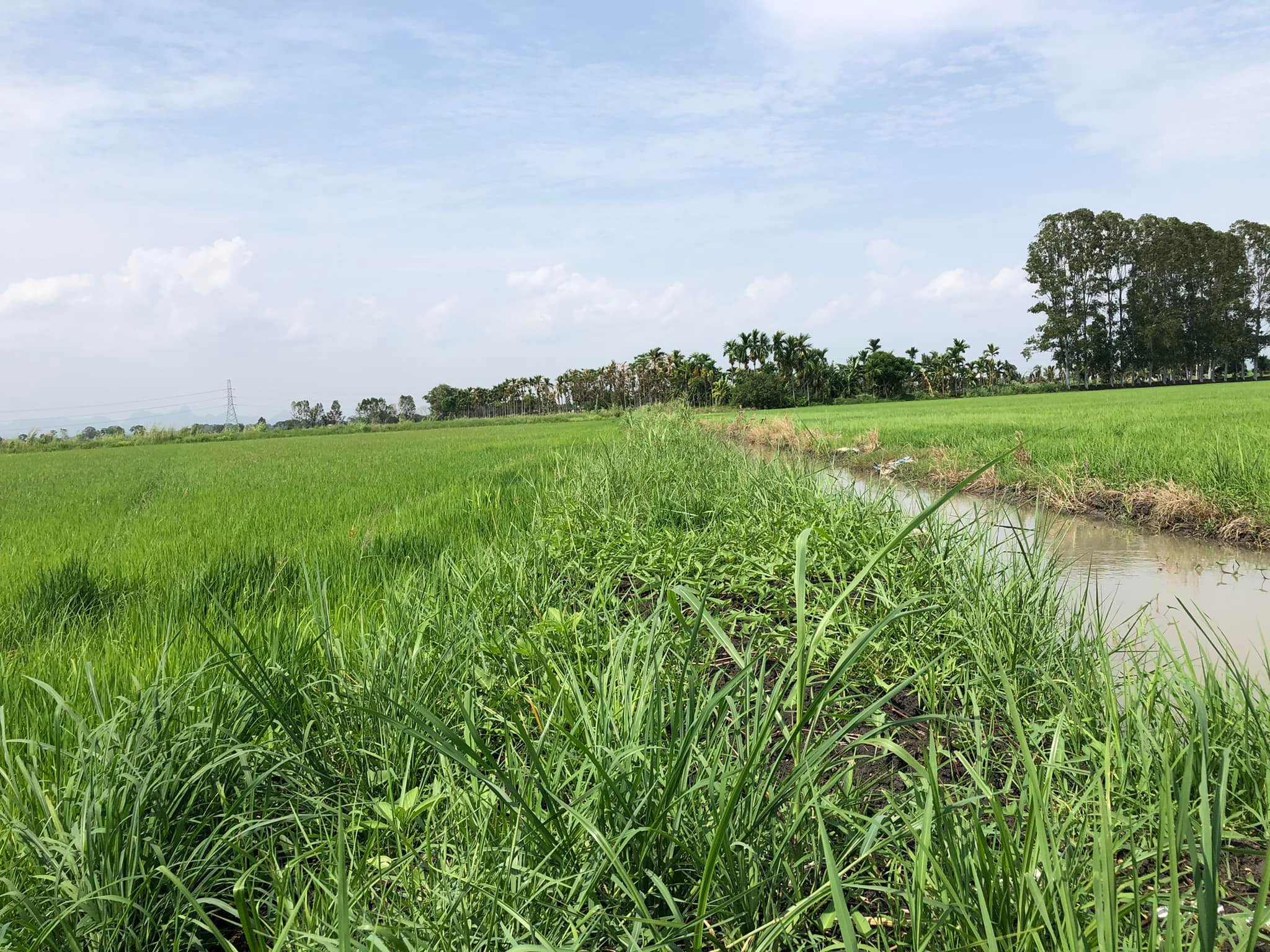 ขายที่นา ต.ดอนทอง อ.หนองโดน จ.สระบุรี 10-0-78 ไร่
