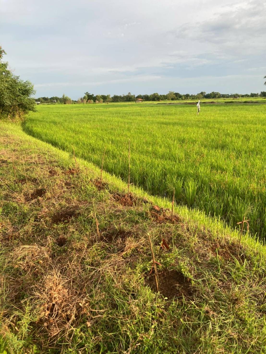 ประกาศขายที่ดิน อ.เชียงยืน ห่างจากตัวเมืองขอนแก่นเพียง 15 กม.