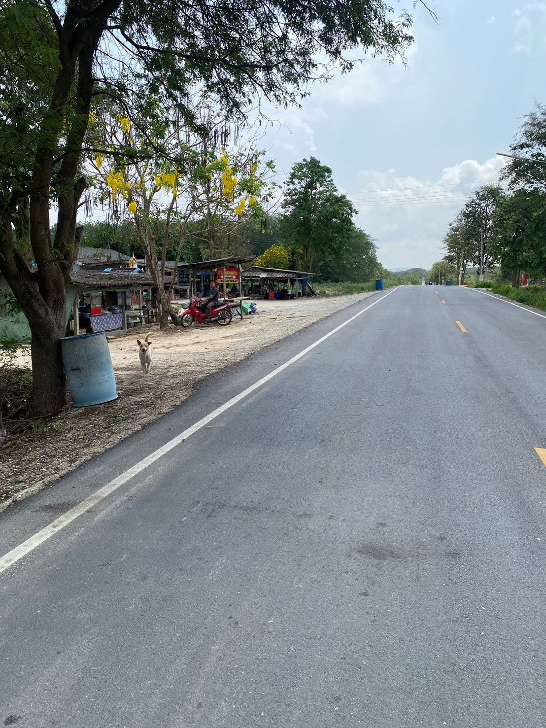 ขายที่ดินพร้อมต้นยาง