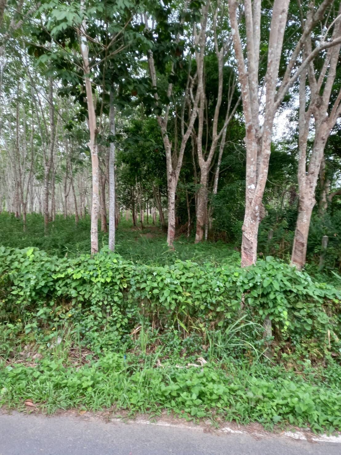 ขายที่ดิน