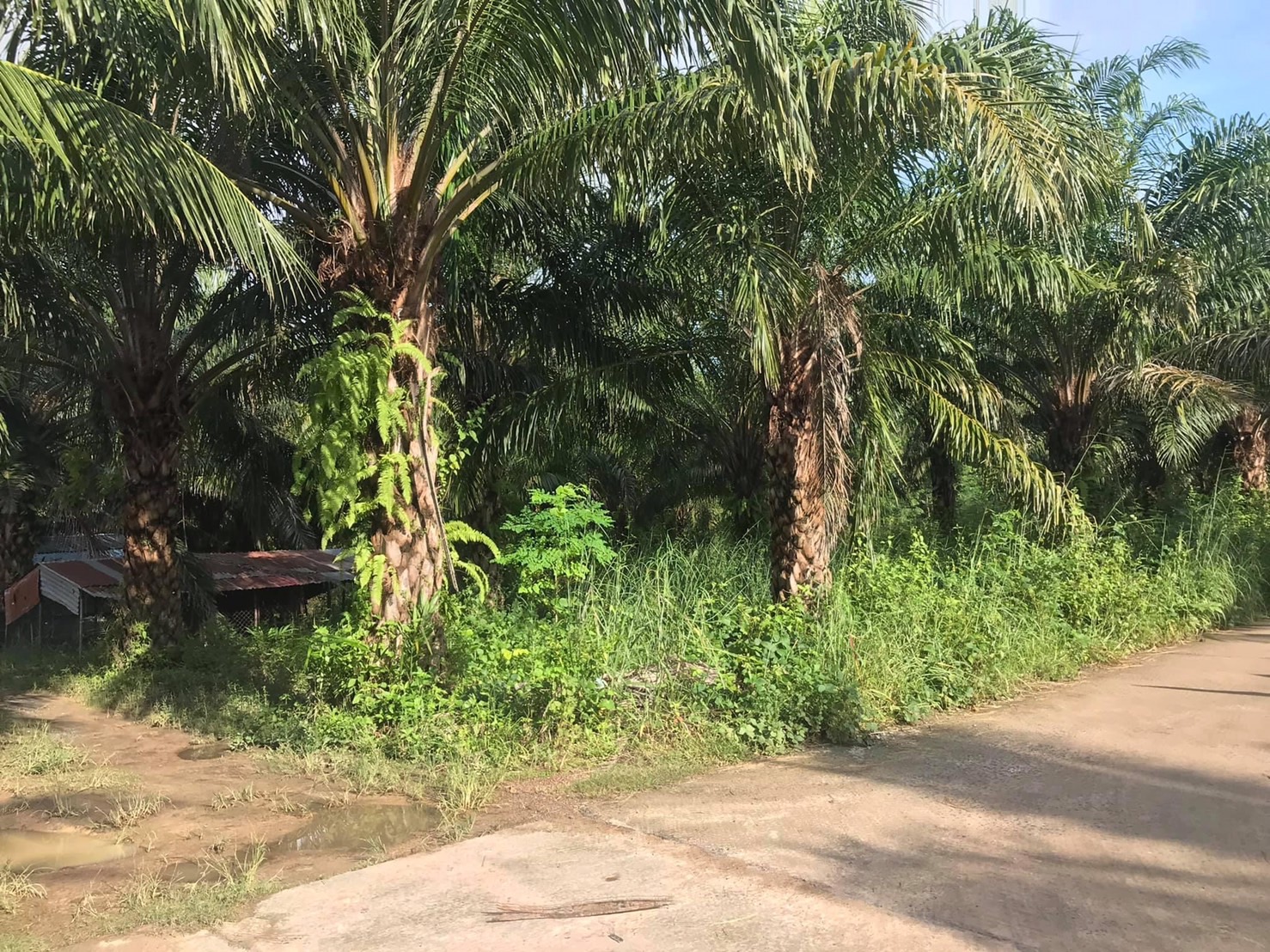 ที่ดินสวนยาง เดชอุดม อุบลฯ 15-0-19.2