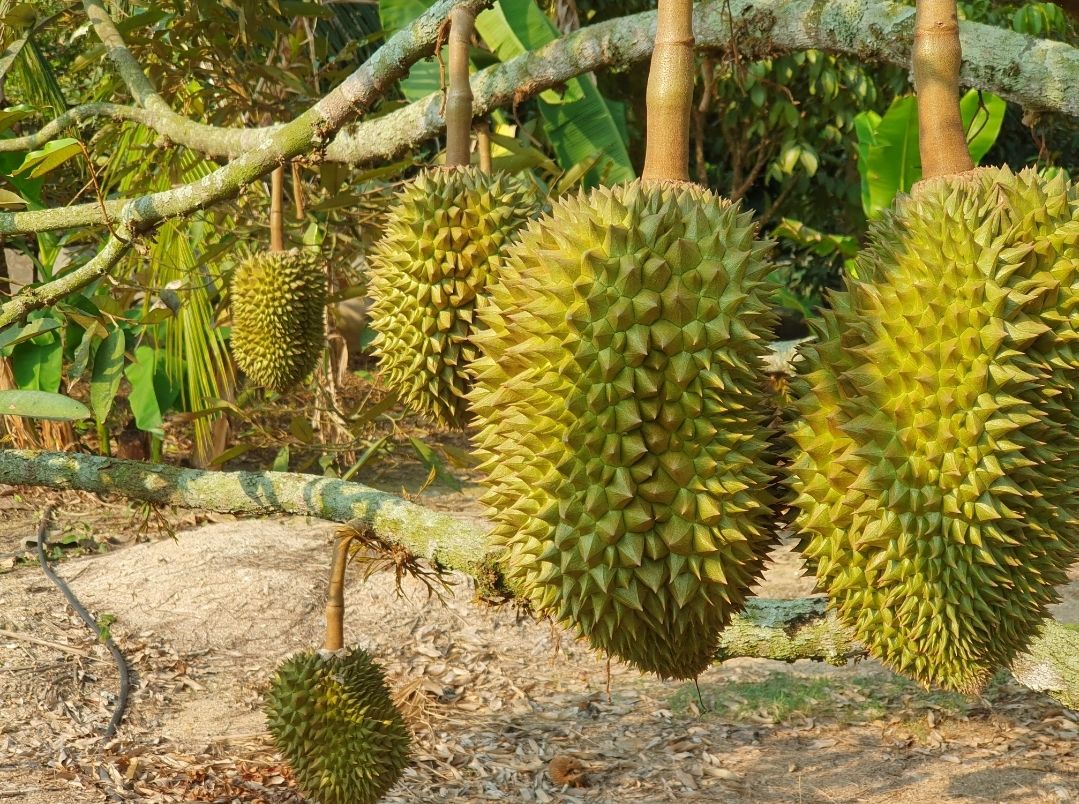 ขายที่ดินบ้านสวน บ้านค่าย ระยอง 2 ไร่