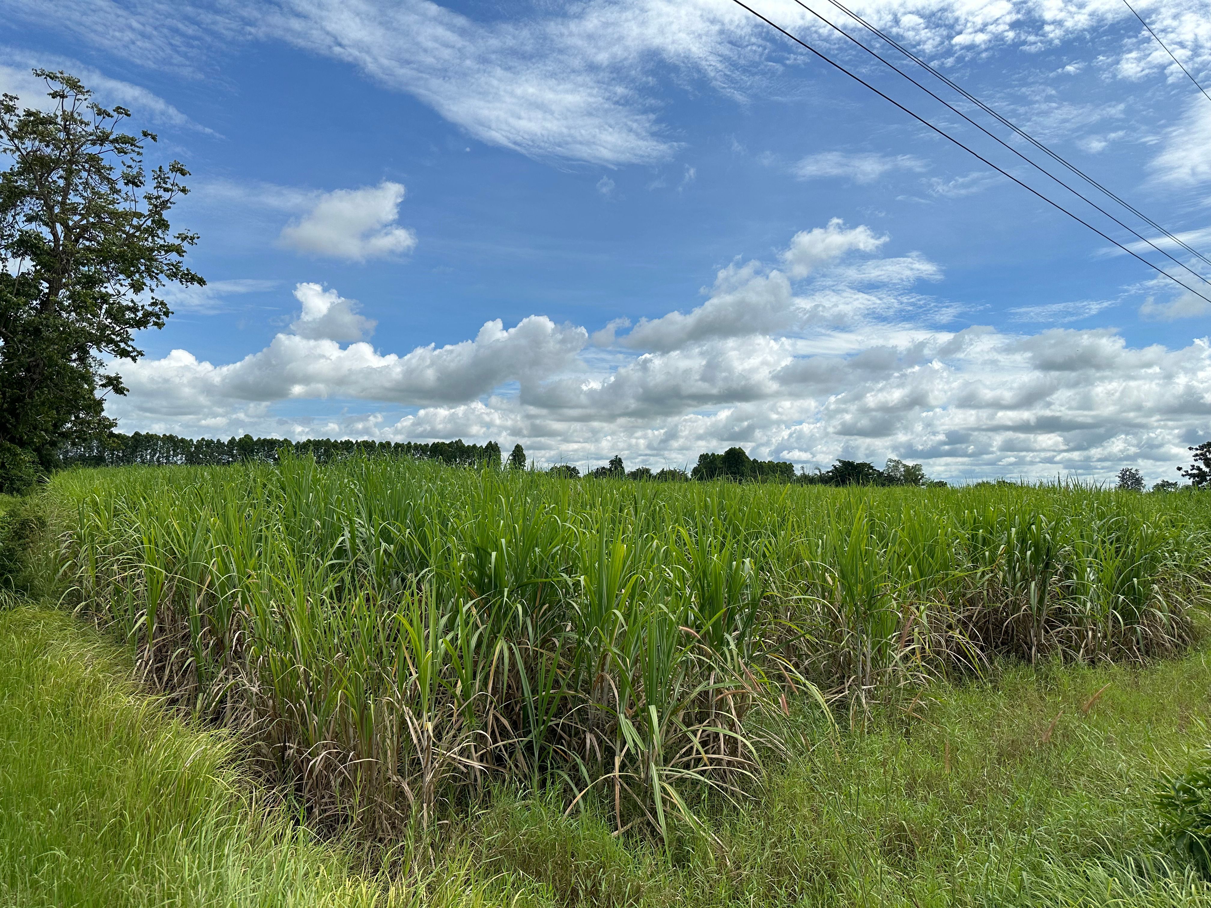 ขายที่ดิน 39ไร่ อ.อรัญประเทศ จ.สระแก้ว
