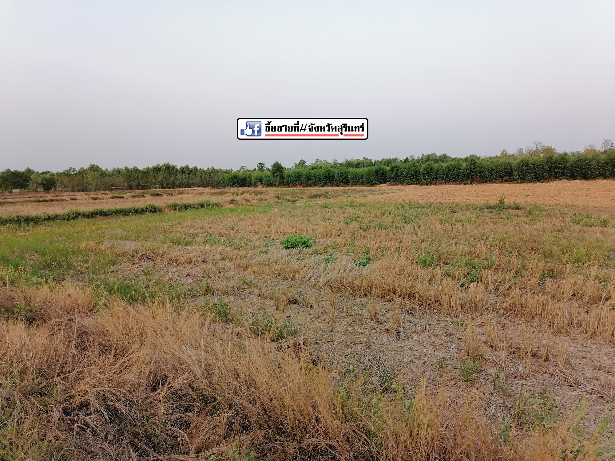 ที่ดินแปลงสวยที่เปล่า สุรินทร์ 15-2-10
