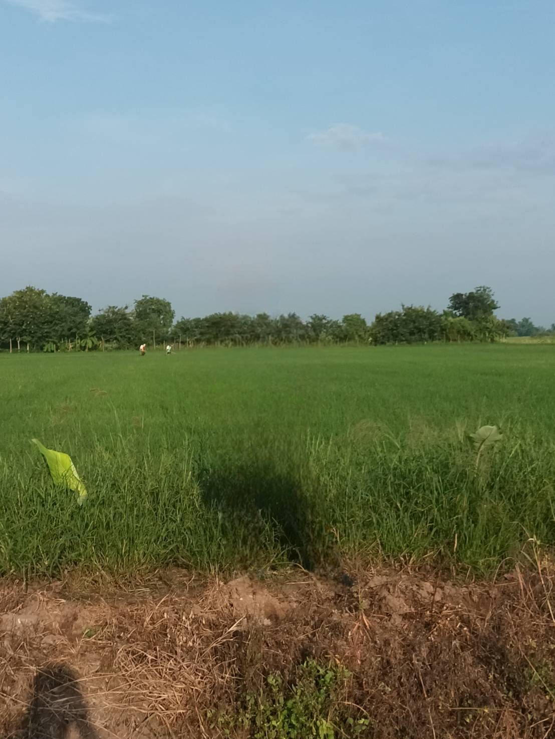 ขายที่นา แปลงใหญ่ อ.สามชุก จ.สุพรรณบุรี พื้นที่ 29 ไร่ มี 2 แปลงติดกัน ขายทั้งสิ้น 10 ลบ. ข้าวกำลังออกรวงเต็มพื้นที่ เจ้าของขายเอง สนใจติดต่อ ปุ้ย 08-9920-9893