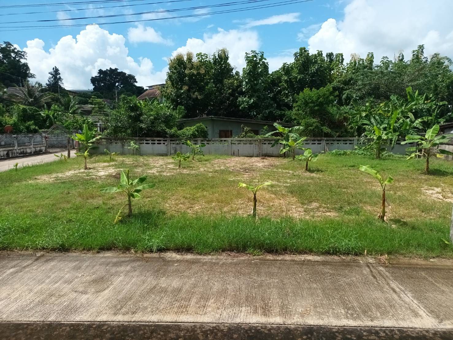 ขายที่ดินเชียงราย อำเภอพาน ที่ดินแปลงสวย ทำเลงาม เหมาะปลูกบ้านมาก