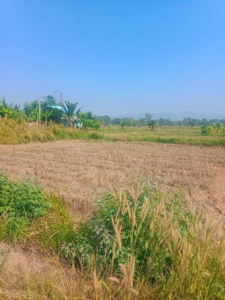 ขายที่ดิน 3-0-18 บ้านโพธิ์