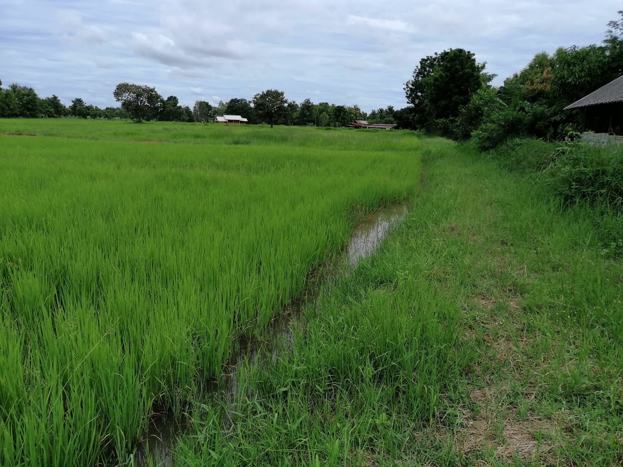 ขายที่ดินขอนแก่น เมืองขอนแก่น 2-1-43.4