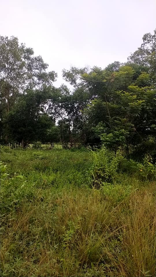 ที่ดิน บ้านนิคม.ต.ไร่น้อย อุบลราชธานี 97.5 ตรว.
