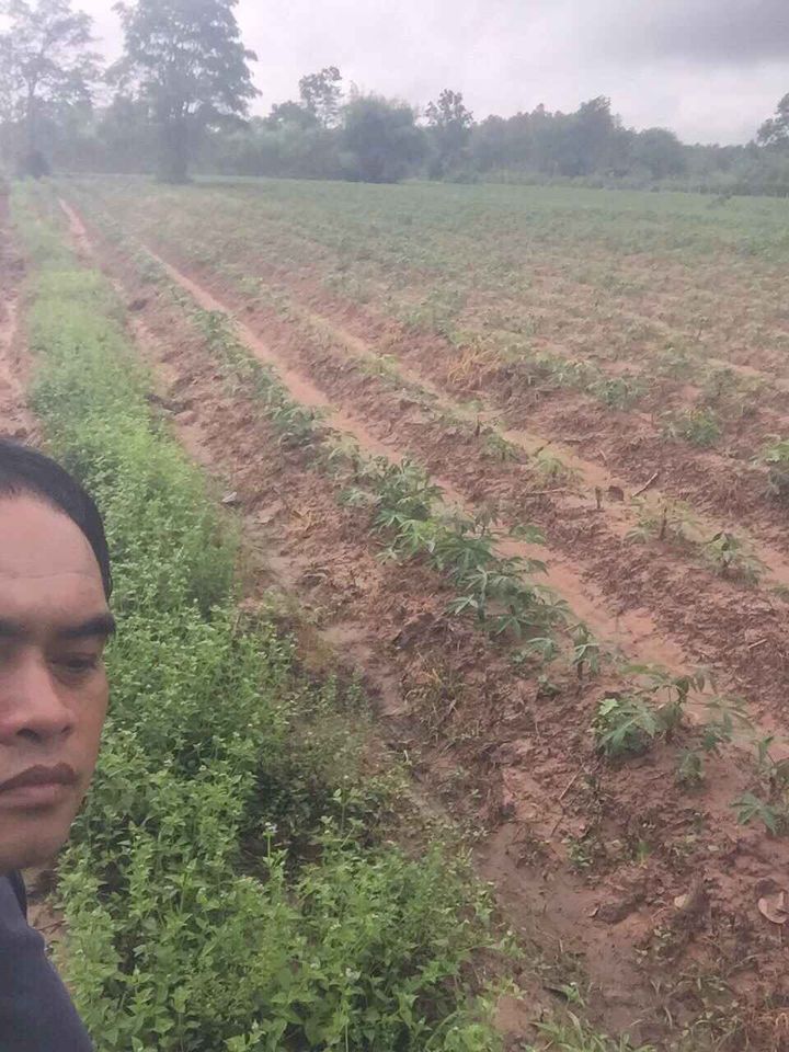 ที่ดินติด โรงเรียนบ้านขัวไม้แก่น ในเขตชุมชน วาริน อุบลราชธานี 3 ไร่