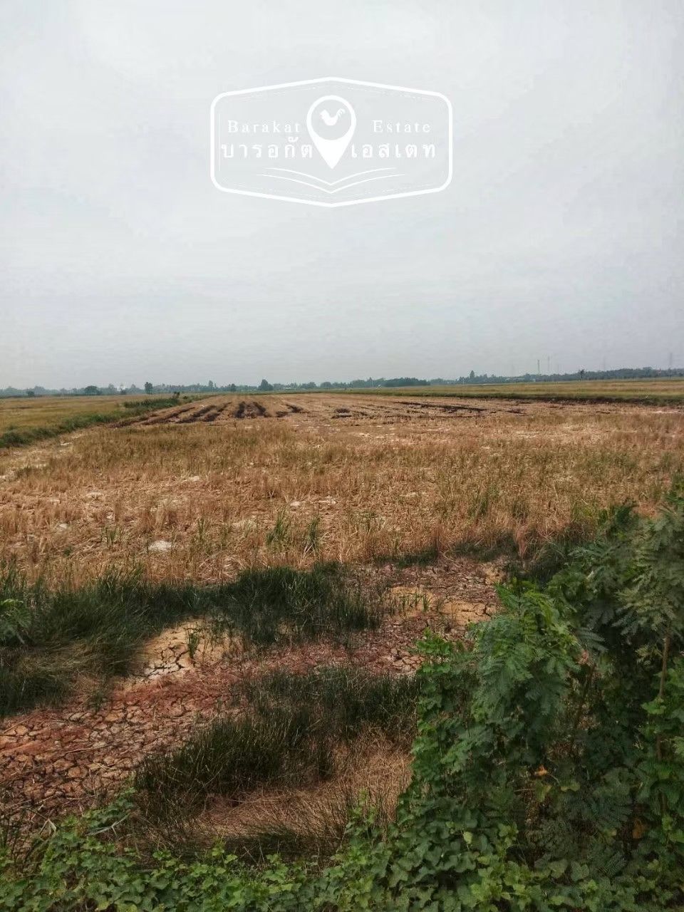 ขายที่ดิน บรรยากาศดี ผืนสวย ธรรมชาติ น่าอยู่  เดินทางสะดวก บางน้ำเปรี้ยว จังหวัดฉะเชิงเทรา 