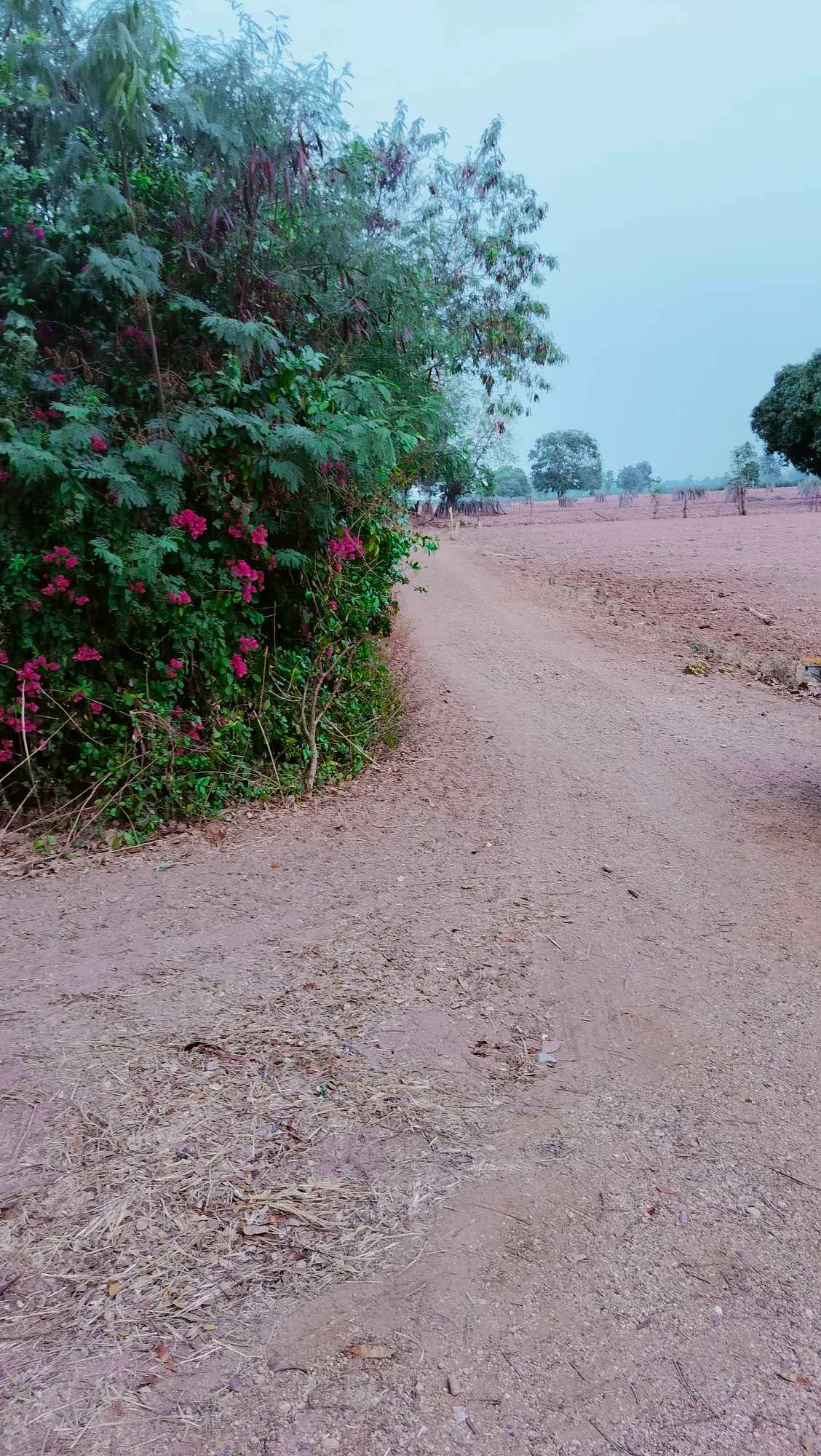 ขายมี่ดิน 19 ไร่ บ้านหนองบัวขาว