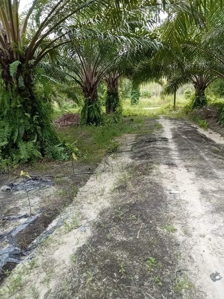 ขายที่ดิน ต.บ้านตูล อ.ชะอวด จ.นครศรีธรรมราช 3-3-19 ไร่