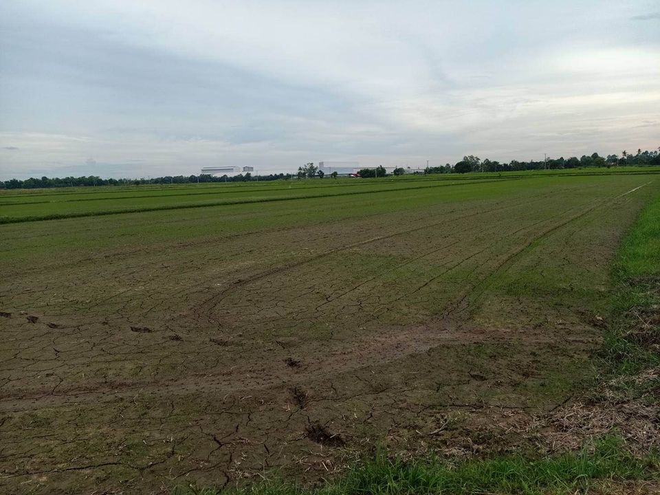 ขายที่ดินพิษณุโลก เมืองพิษณุโลก 14ไร่
