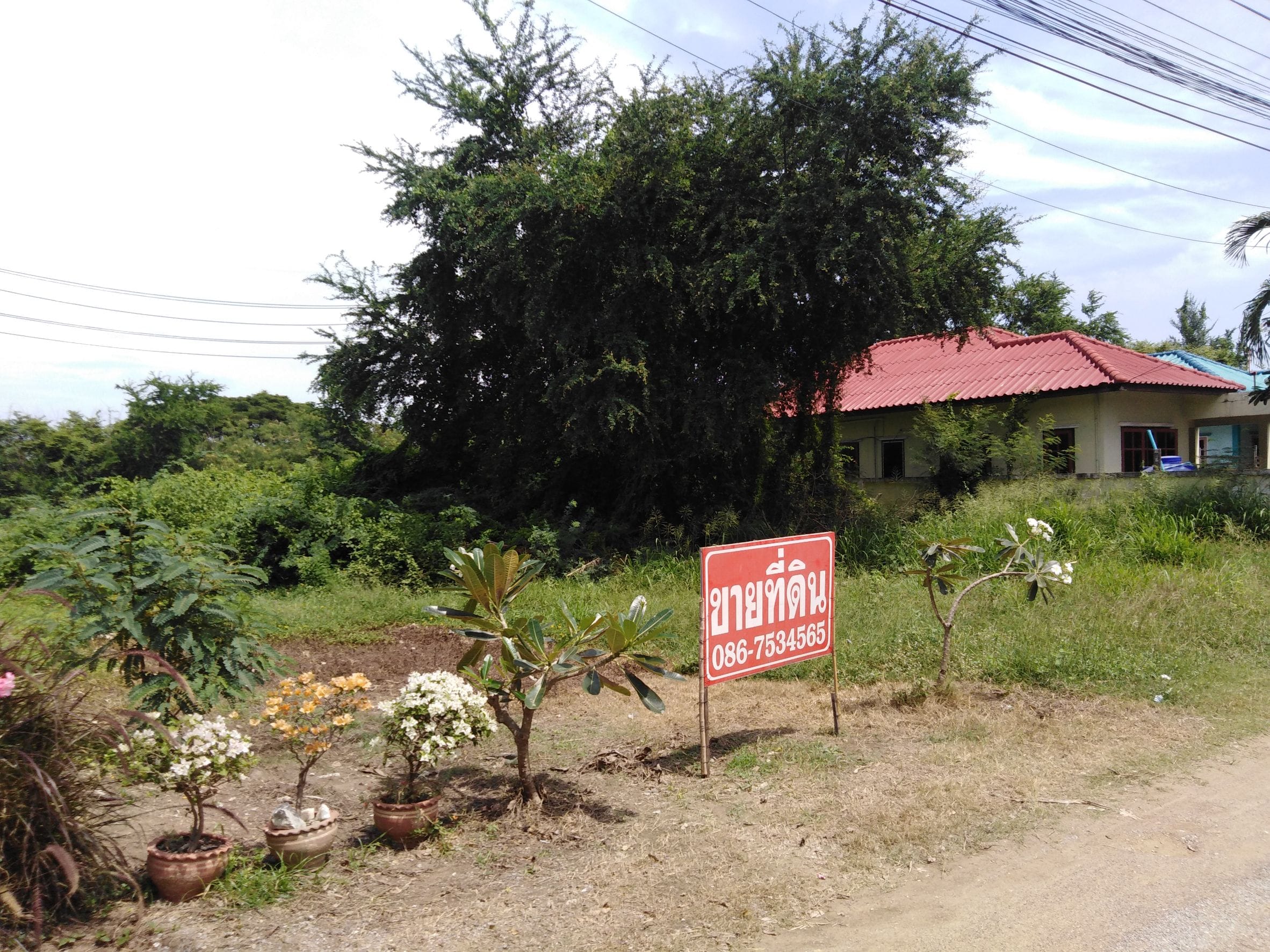 ขายที่ดินตำบลหนองแก  อำเภอหัวหิน จังหวัดประจวบคีรีขันธ์ จำนวน 100 ตารางวา