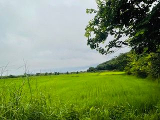 ขายที่ดิน ติดถนนสายเชียงแสน-แม่จัน ที่สวย ติดเนินเขา ต.โยนก อ.เชียงแสน จ.เชียงราย