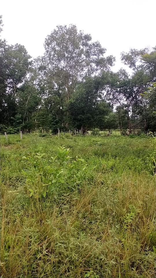 ที่ดิน บ้านนิคม.ต.ไร่น้อย อุบลราชธานี 97.5 ตรว.