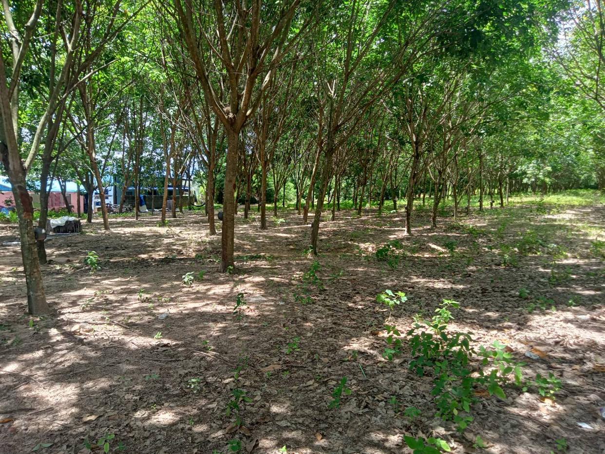 ที่ดินสวนยาง นาดี ปราจีนบุรี 10-3-67
