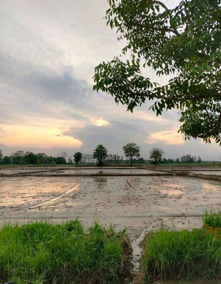 ขายที่ดินที่นาพิษณุโลก อ.บางระกำ 11-0-0
