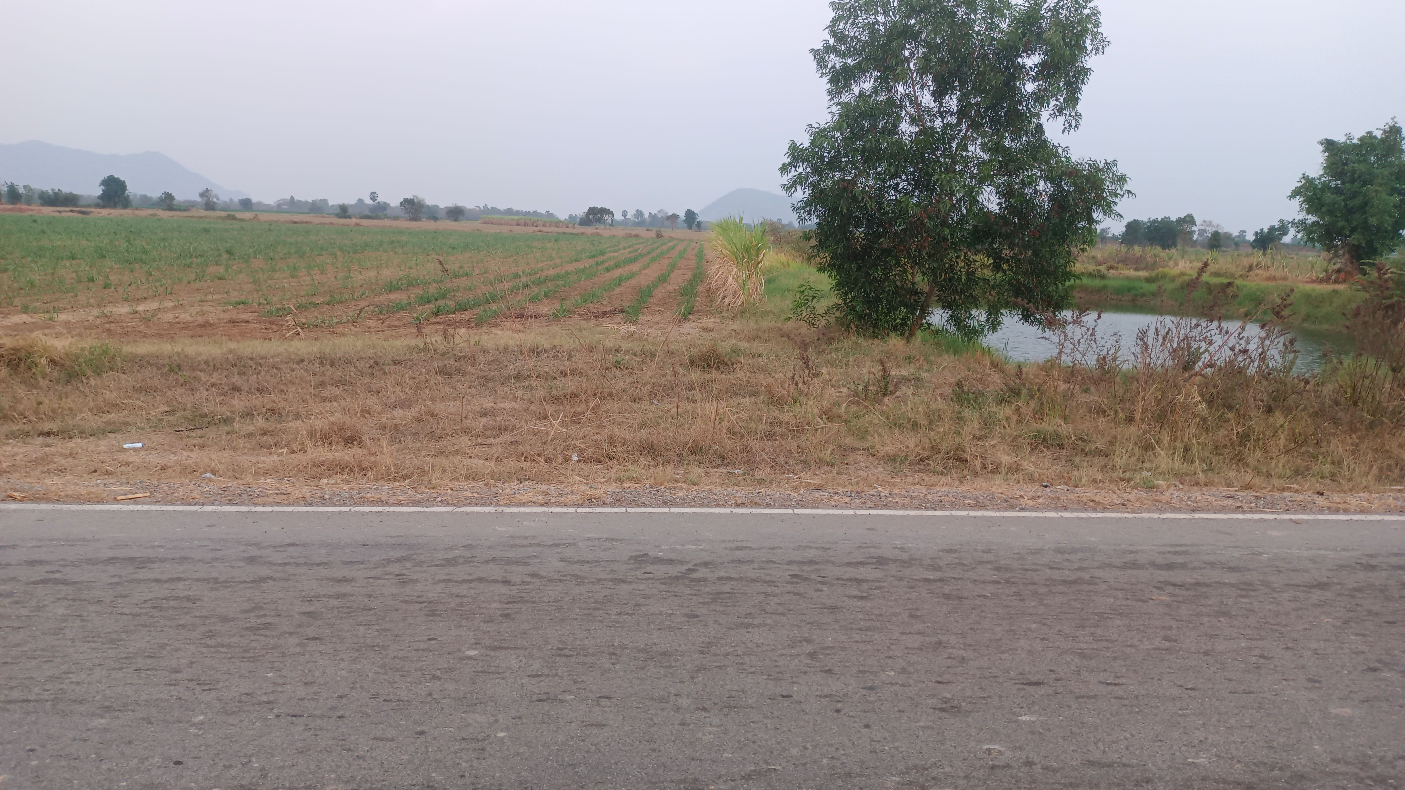 ขายที่ดิน 21 ไร่เศษ ติดถนนดำมีไฟฟ้าน้ำปะปา สระน้ำในที่ ต.หัวหวาย อ.ตาคลี จ.นครสวรรค์