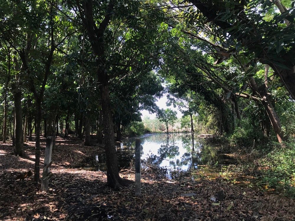 ขายที่ดินสระบุรี เป็นสวนมะฮอกกานี ใกล้ DD.ปาร์ค ทะเลน้ำจืด หนองแค สระบุรี 10-1-88