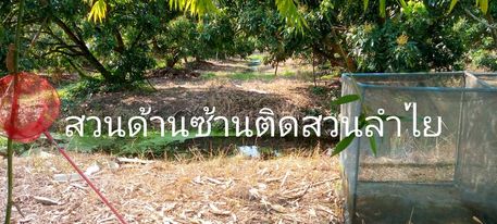 ที่ดิน 1 งาน หางดง เชียงใหม่