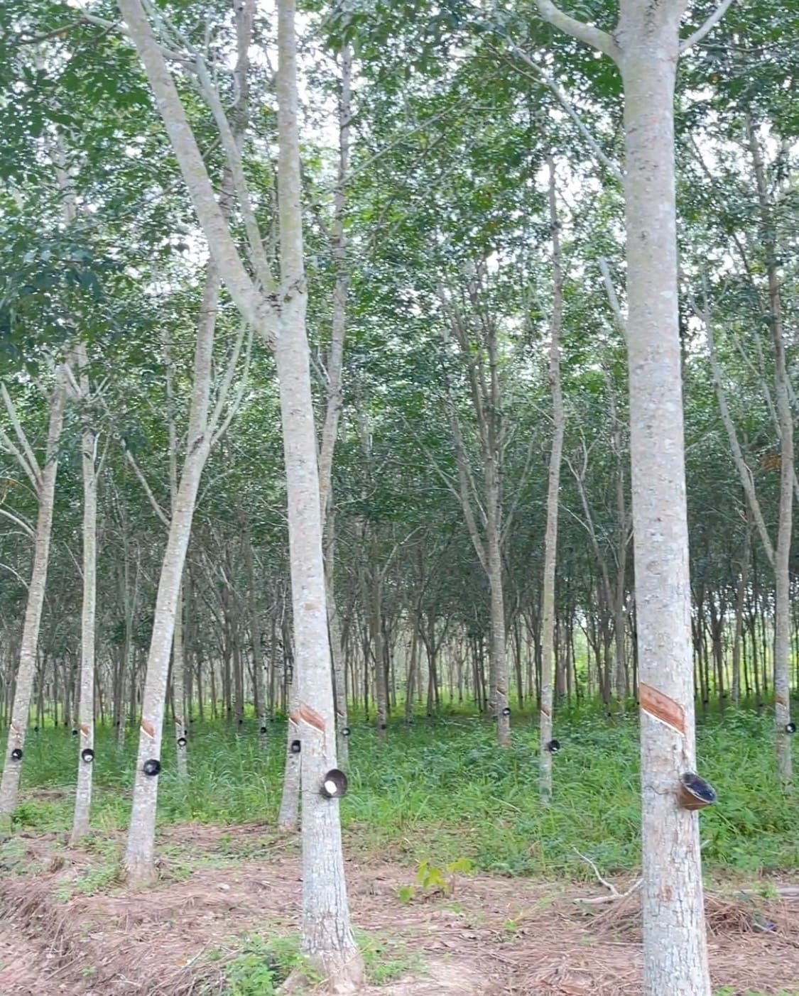 ขายที่ดินสวนยาง ราคาถูก ใกล้สนามบินหาดใหญ่ 19 ไร่