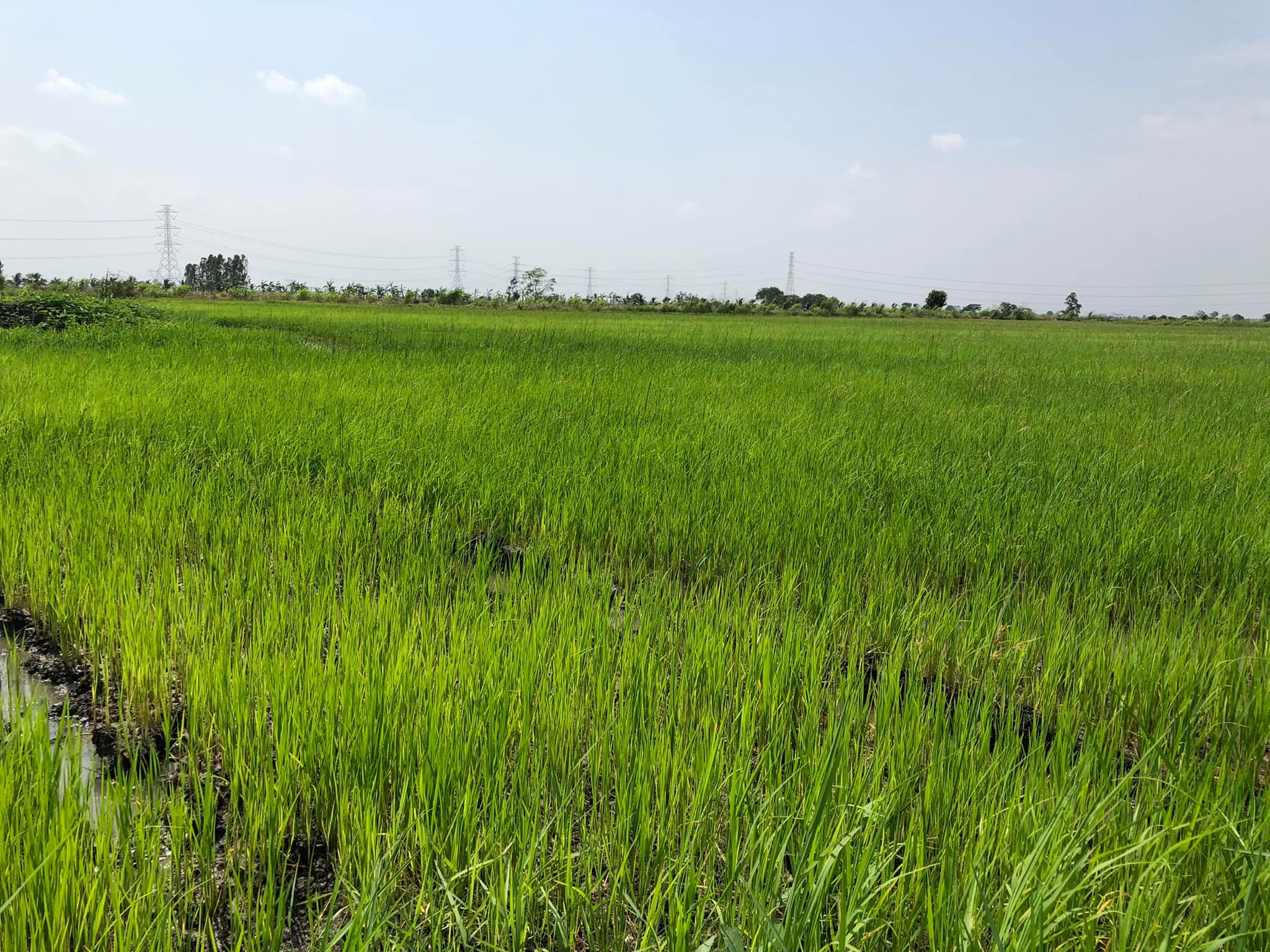 ขายที่นา ต.ดอนทอง อ.หนองโดน จ.สระบุรี 10-0-78 ไร่