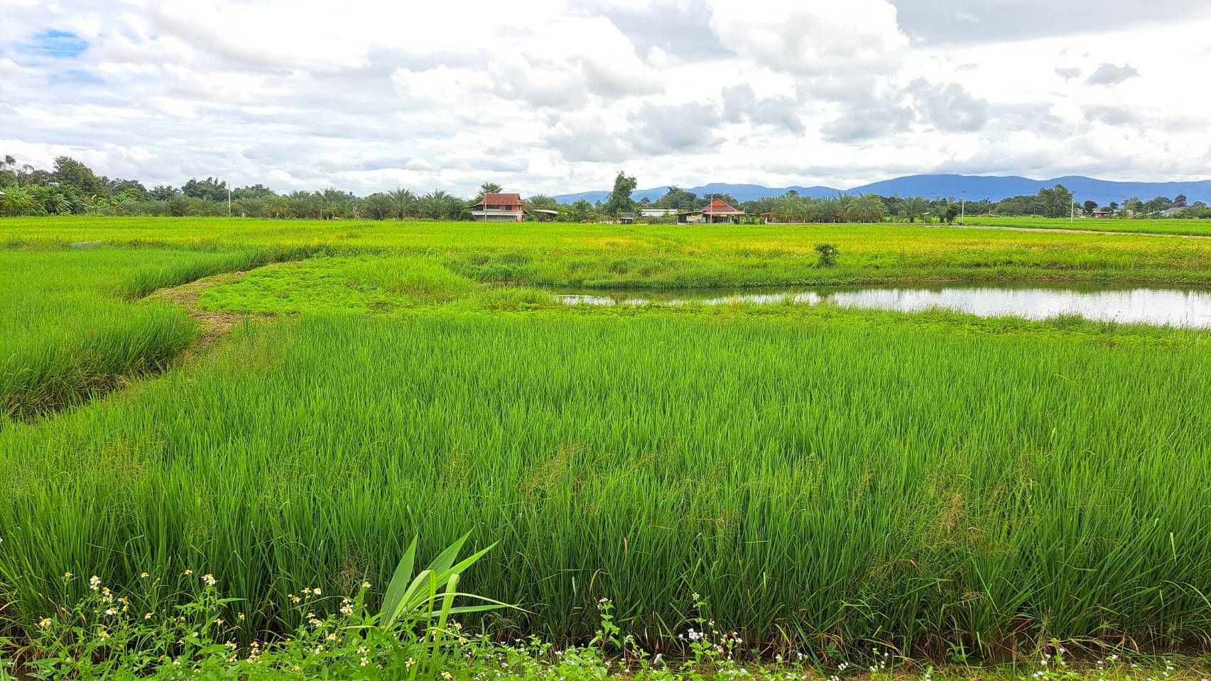 ที่ดินเปล่าใกล้ สิงห์ปาร์ค เชียงราย 176.4 ตร.ว
