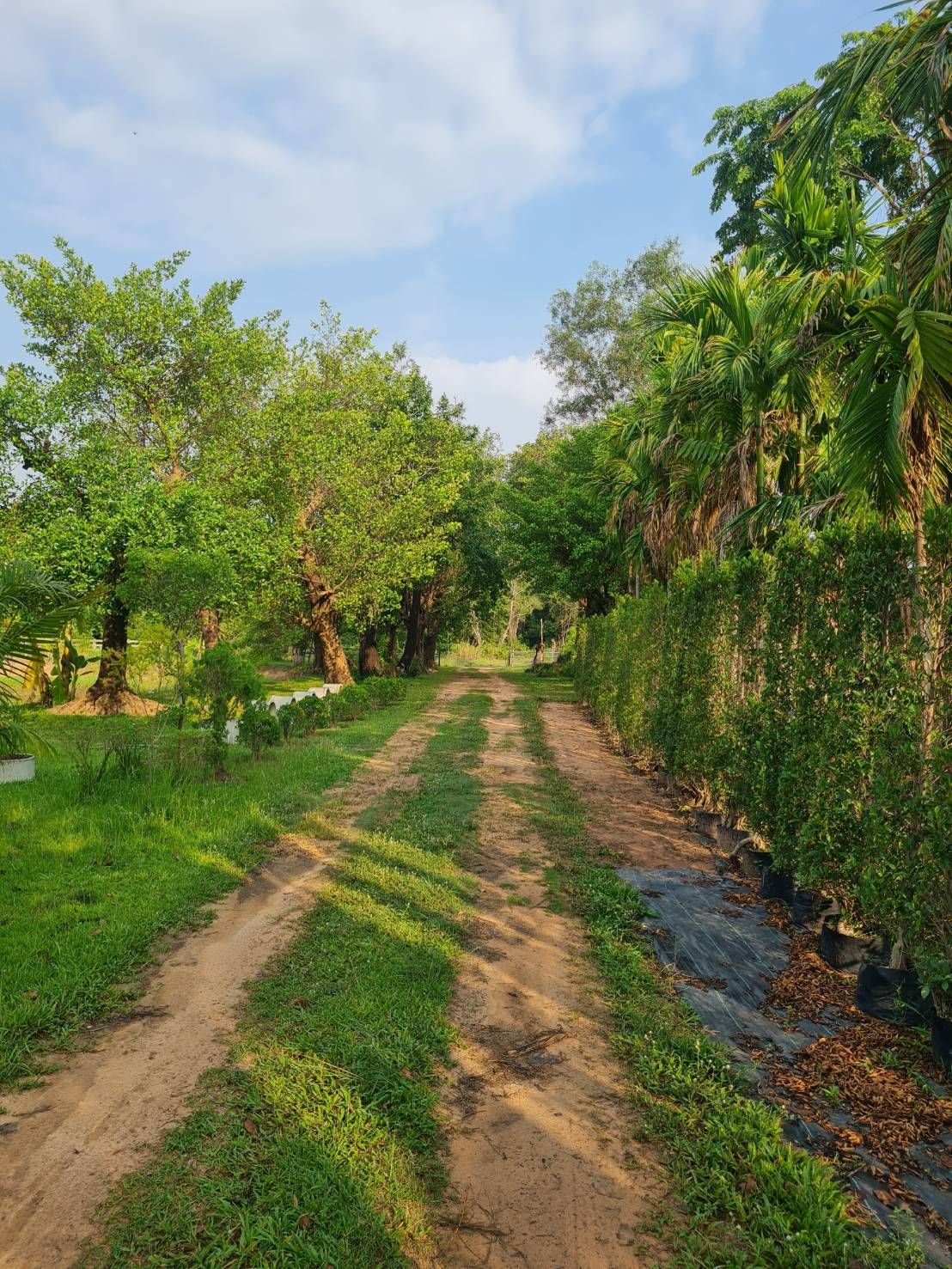 ขายที่ดินศรีสะเกษ อำเภอเมือง ที่ดินเปล่า ที่ดิินแปลงสวย พร้อมสิ่งปลูกสร้าง 9-3-84 ไร่.