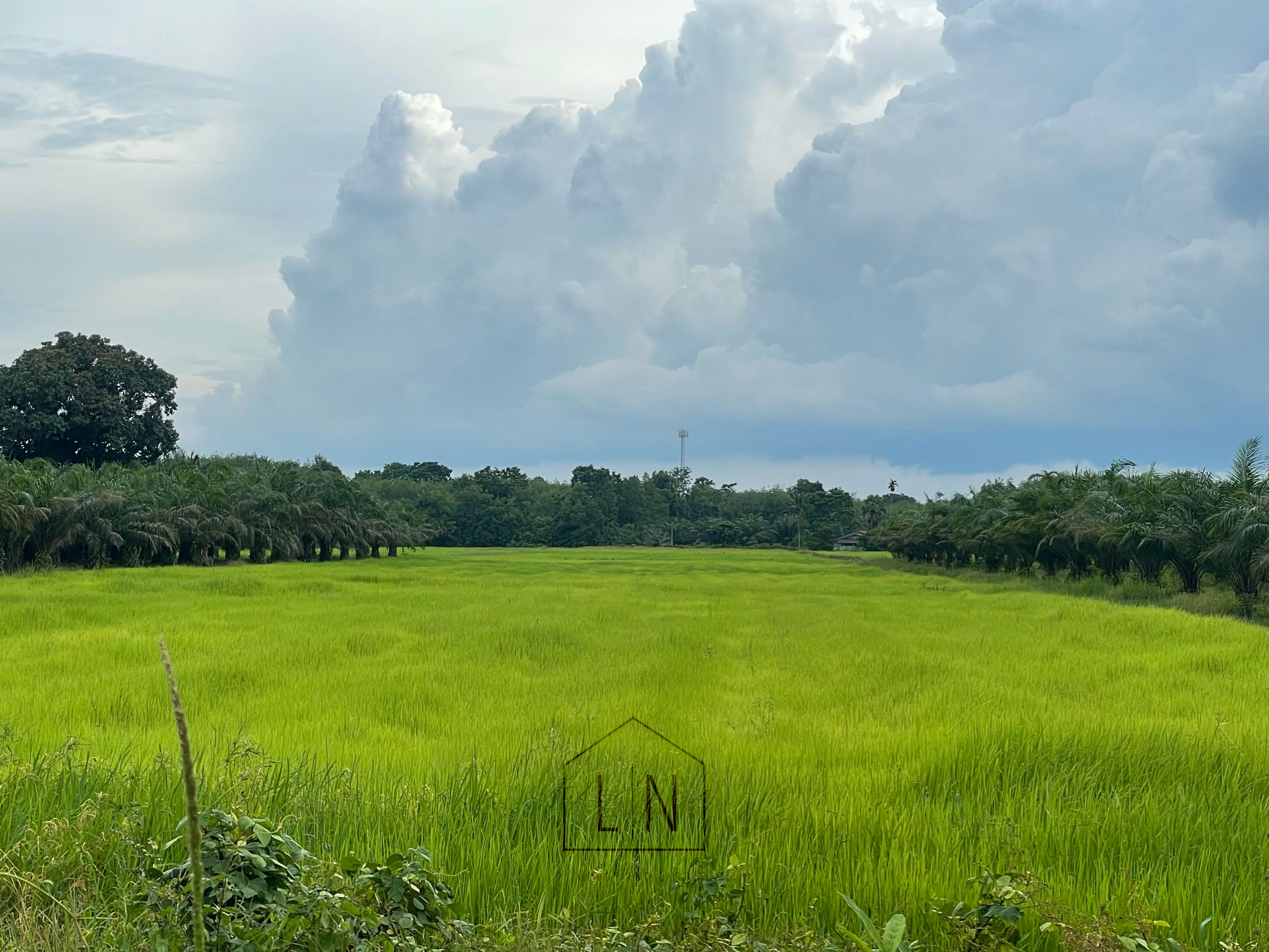 ขายที่ดินพัทลุง ที่ดินเปล่า แปลงยาว