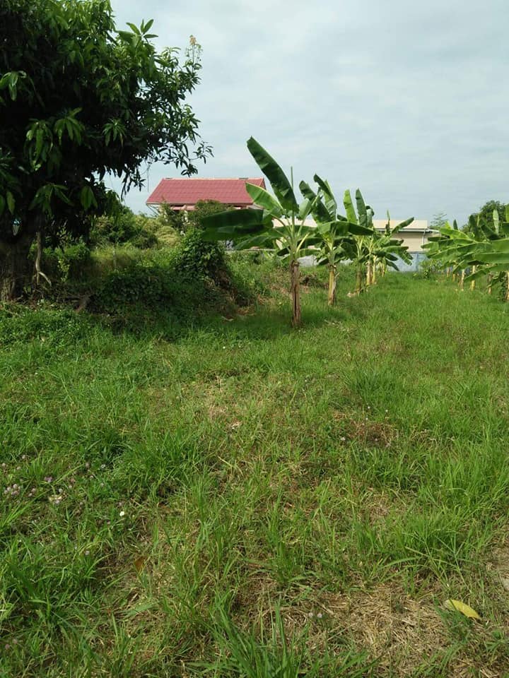 ที่ดิน​ บ้านหนองไผ่​ ศิลา​ ขอนแก่น 186 ตรว.