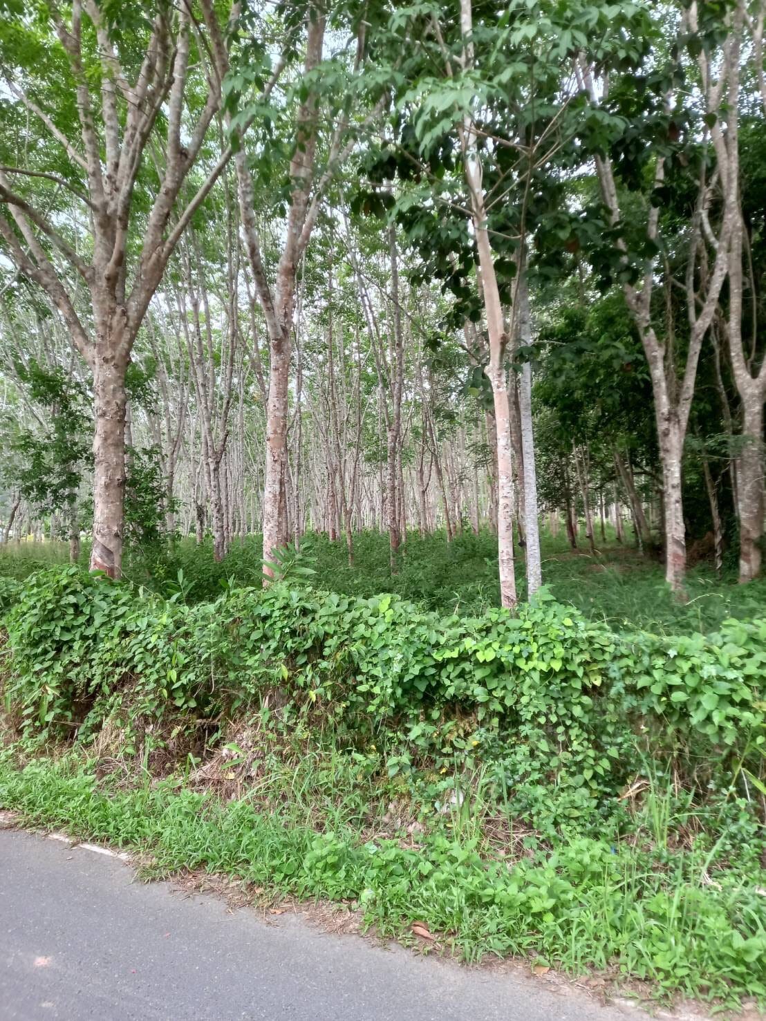 ขายที่ดิน