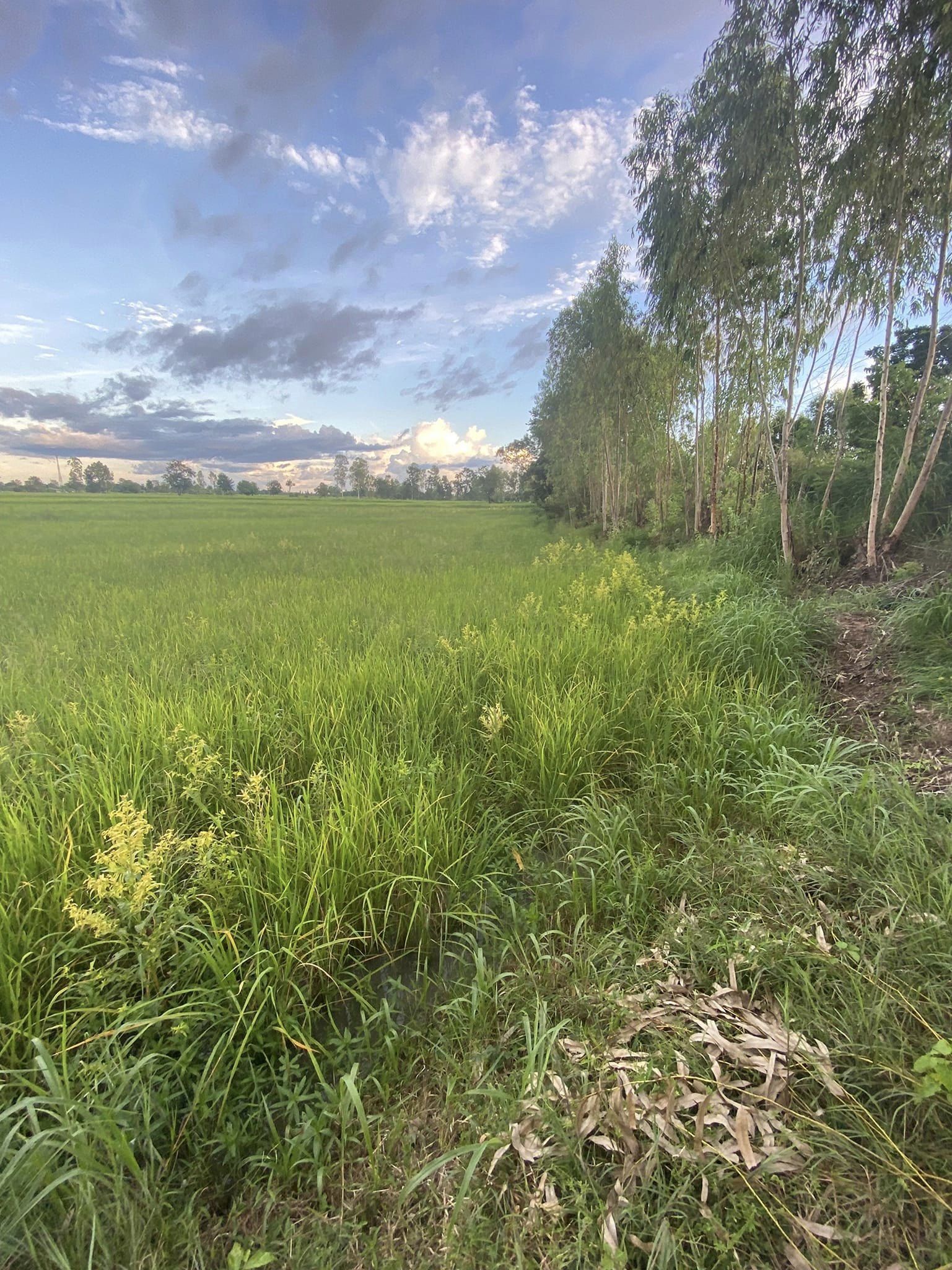 ขายที่ดินกาฬสินธุ์ ยางตลาด 6-0-21