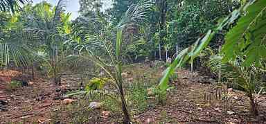 ขายที่ดิน สุราษฎร์ธานี 50 ตร.ว