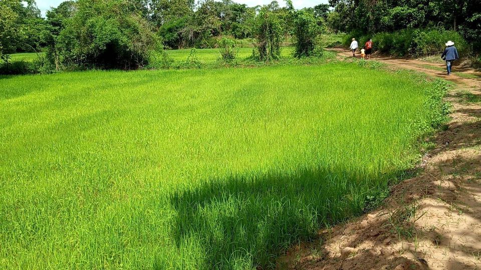 ที่ดินราคาถูก อุบลราชธานี 14-3-40