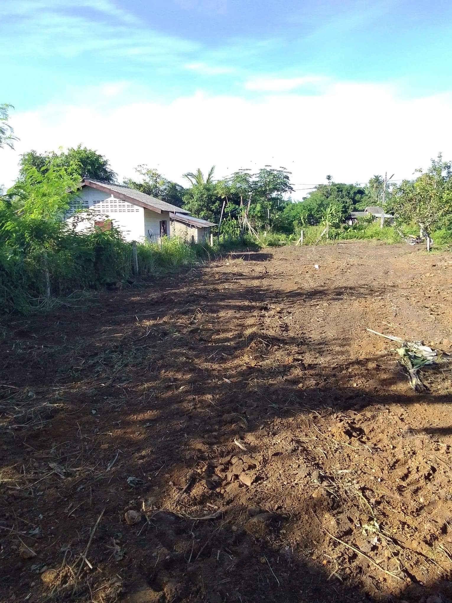 ที่ดิน 267 ตรว. แม่ลาว เชียงราย