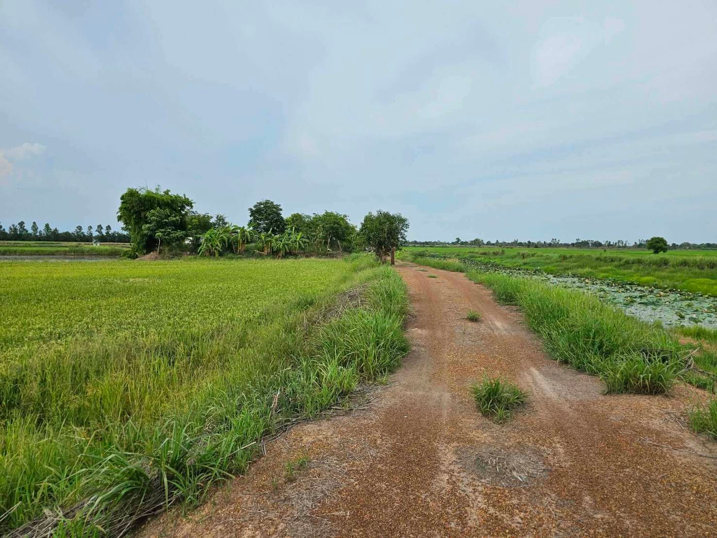 ขายที่ดิน หมู่ 3 ตำบลท่าเรือ อำเภอปากพลี นครนายก ใกล้ ECC ปราจีน