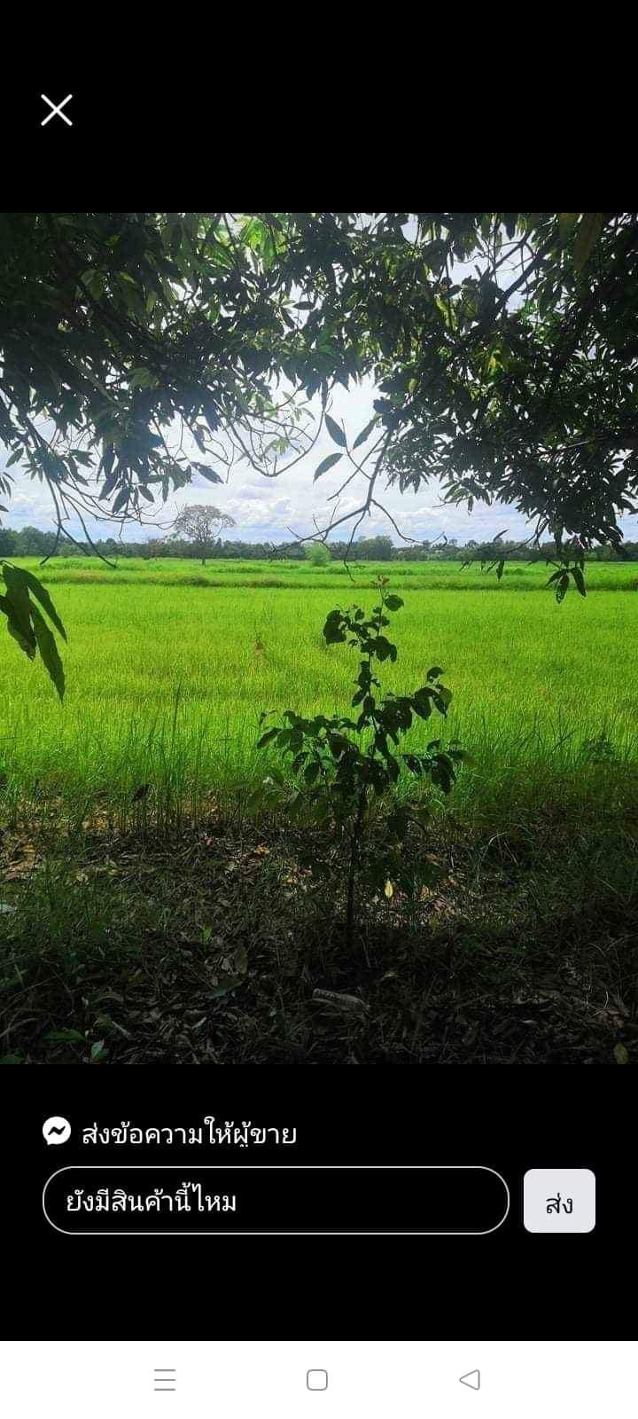 ขายที่ดินอุบลฯ พิบูลมังสาหาร