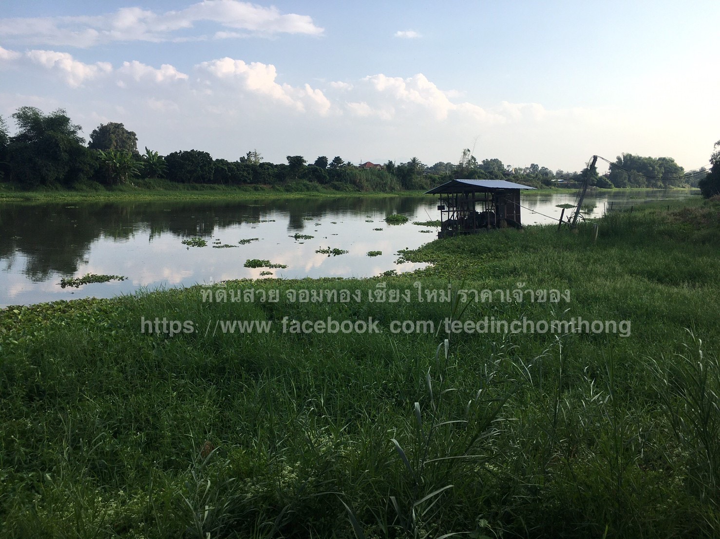 ขายสวนลำไยติดน้ำปิง เชียงใหม่ 2-1-58