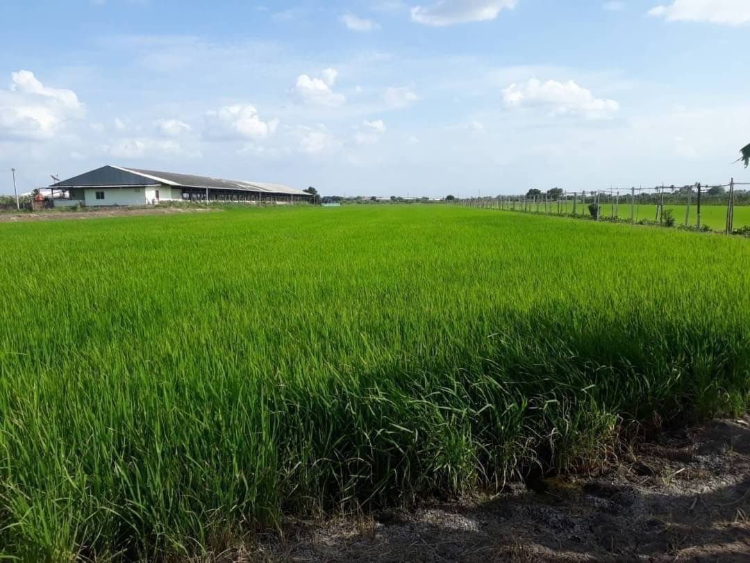 ขาย ที่ดิน แปลงสวย รูปสี่เหลี่ยมผืนผ้า ขนาด 6 ไร่ 1 งาน 36  ตร.ว.บางเลน นครปฐม  ด้านหน้าติดถนน และ คลองพระพิมล  ***ราคาขาย 5,900,000 บาท***  ขาย ที่ดิน แปลงสวย รูปสี่เหลี่ยมผืนผ้า ขนาด 6 ไร่ 1งาน 36 ตร.ว. บางเลน นครปฐม