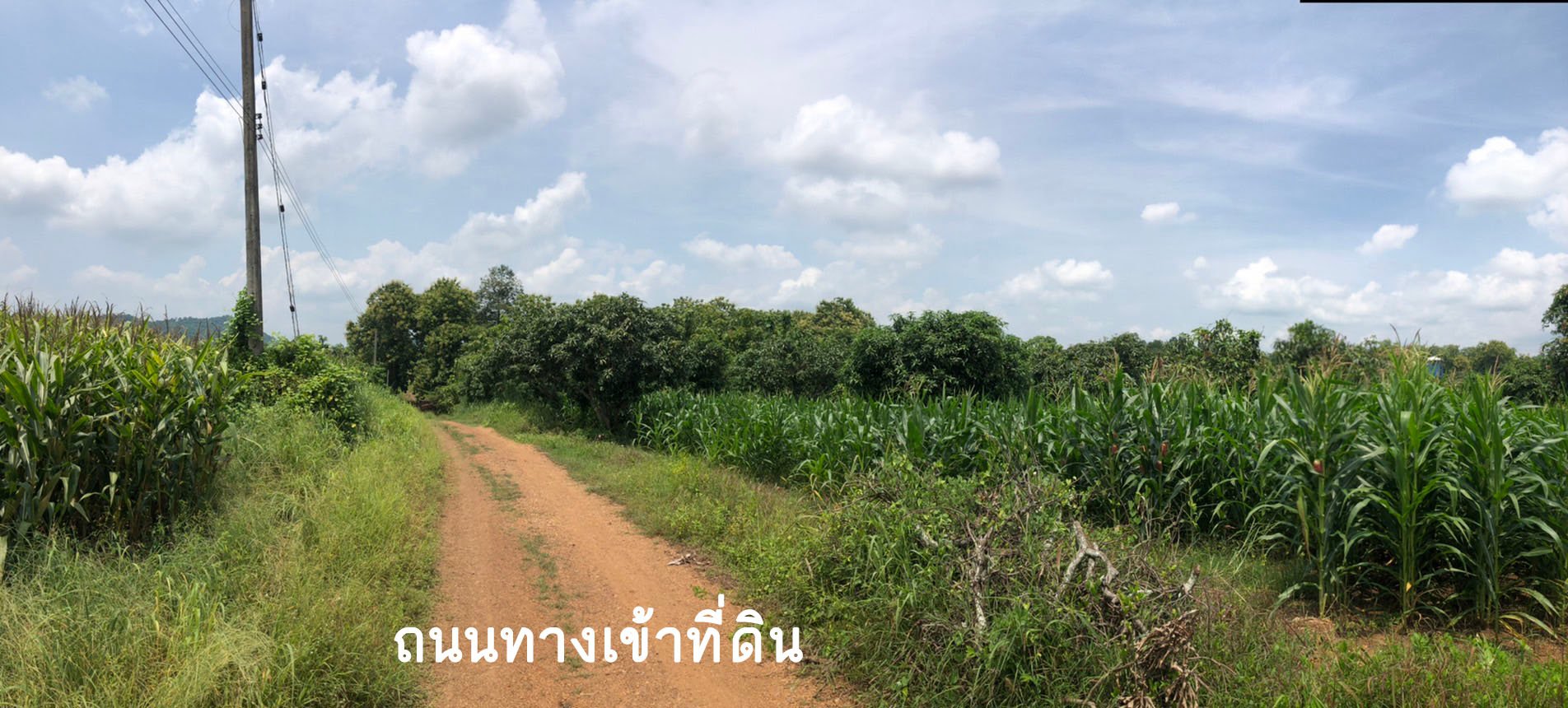 ขายที่ดิน อ.หนองไผ่ จ.เพชรบูรณ์ 2-0-48