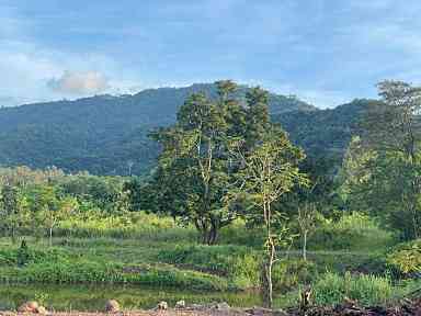 ที่ดินติดอุทยานแห่งชาติเขาใหญ่ นครราชสีมา 3-3-60