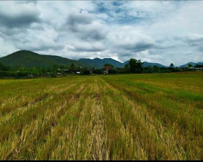 ขายที่ดิน กลางหุบเขา อ.พร้าว จ.เชียงใหม่