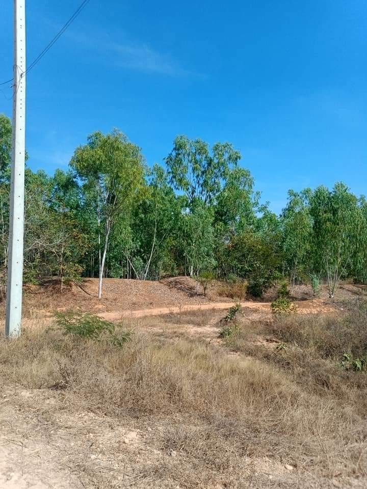ขายที่ดินเปล่า ชัยภูมิ 32 ไร่