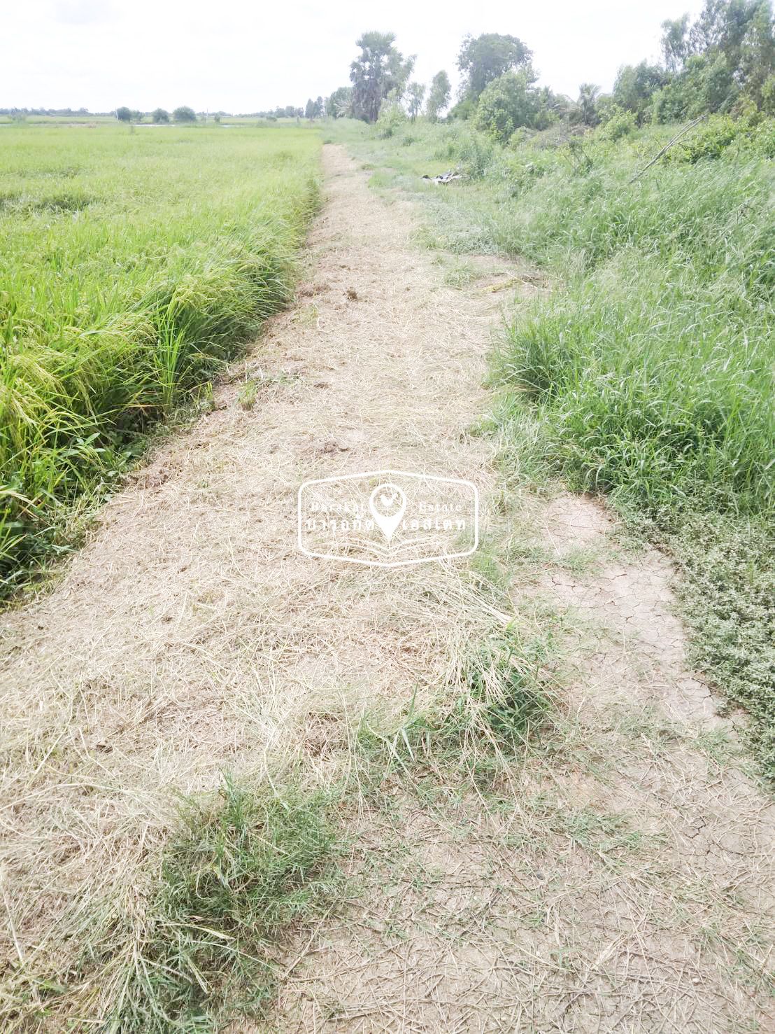 ที่ดินอยู่หลัง(รพ.บางน้ำเปี้ยว) เหมาะสำหรับทำการเกษตร หรือประกอบกิจการ