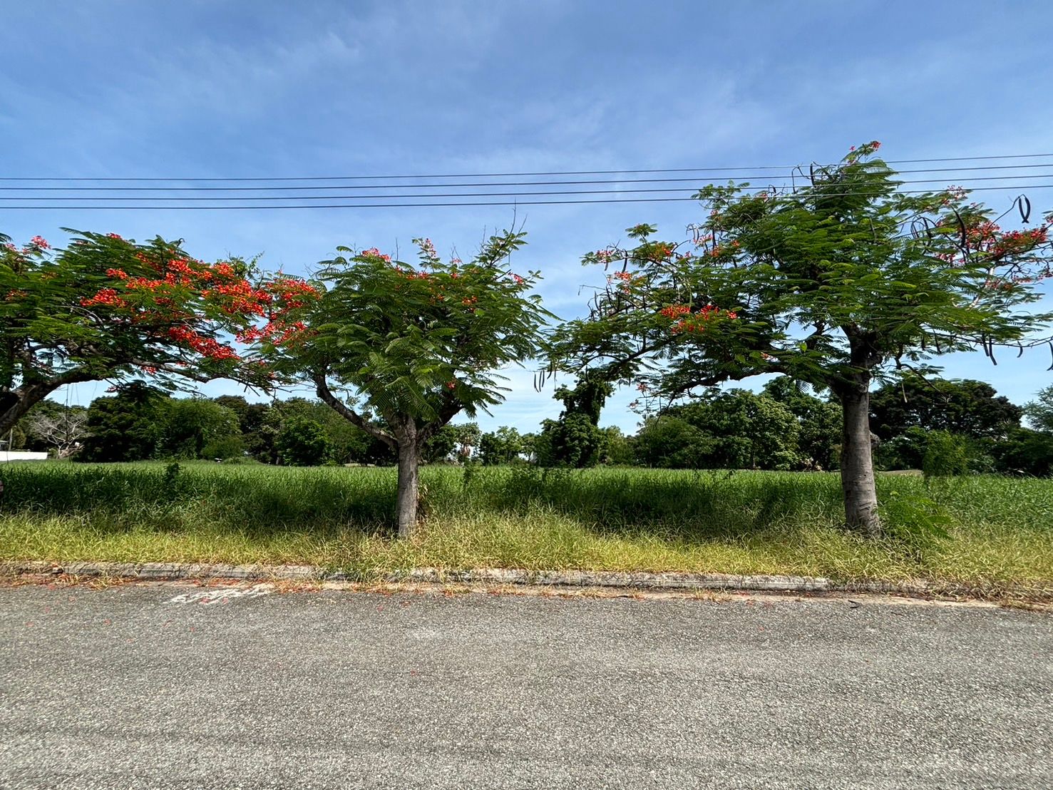 ที่ดิน 420 ตรว หมู่บ้านเลควูด กม 18 (Lakewood)